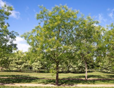 Barockgarten am Schloss Drottningholm in Schweden, umgeben von vierreihigen Kaiser-Linden, die von Lorenz von Ehren gezogen und 2008 geliefert wurden. Heute prägen sie majestätisch die Landschaft.